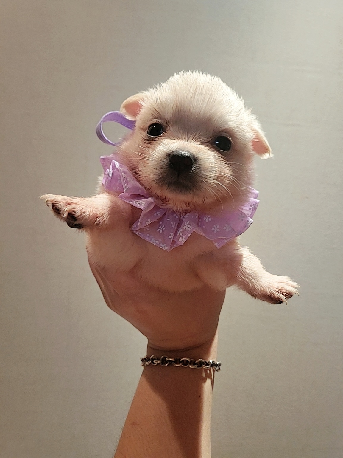 (사)하얀비둘기_426336202400800