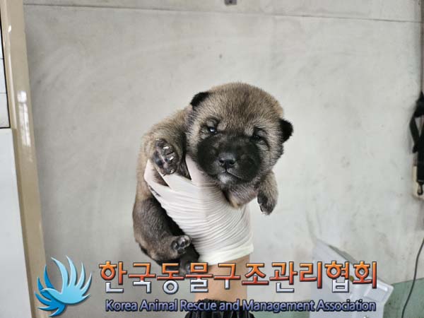 한국동물구조관리협회_441559202401061