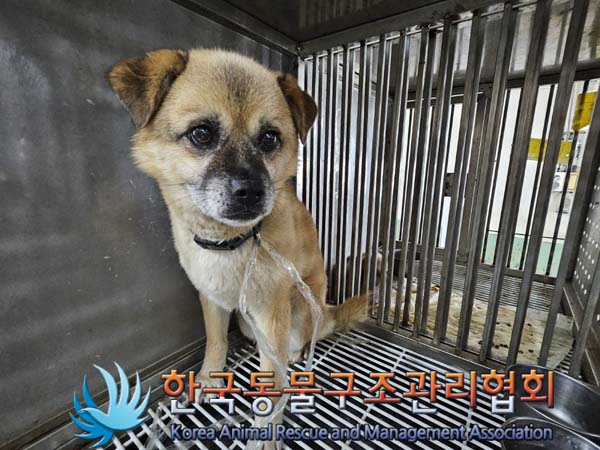 한국동물구조관리협회_411300202400431