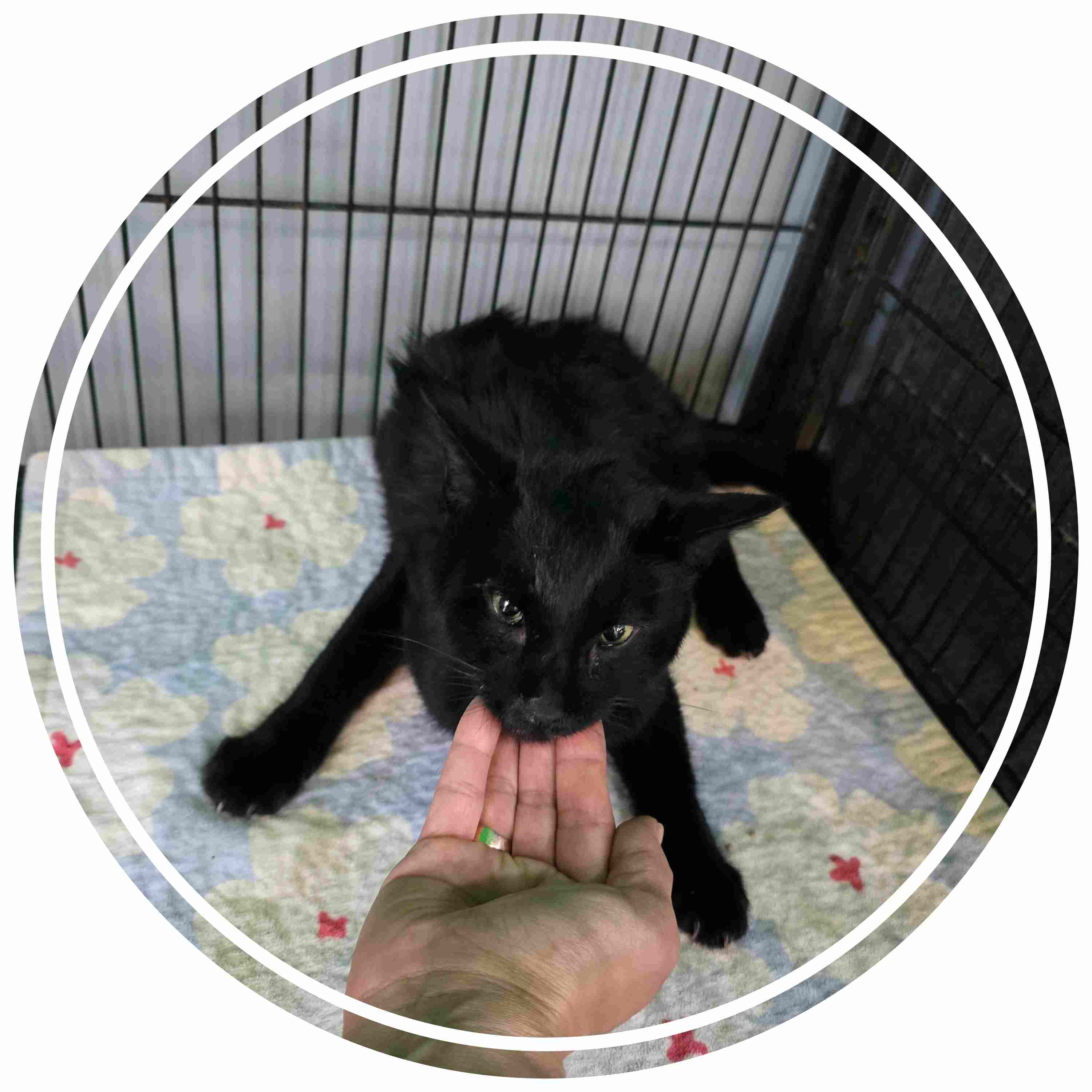 군산유기동물보호센터_445467202402018