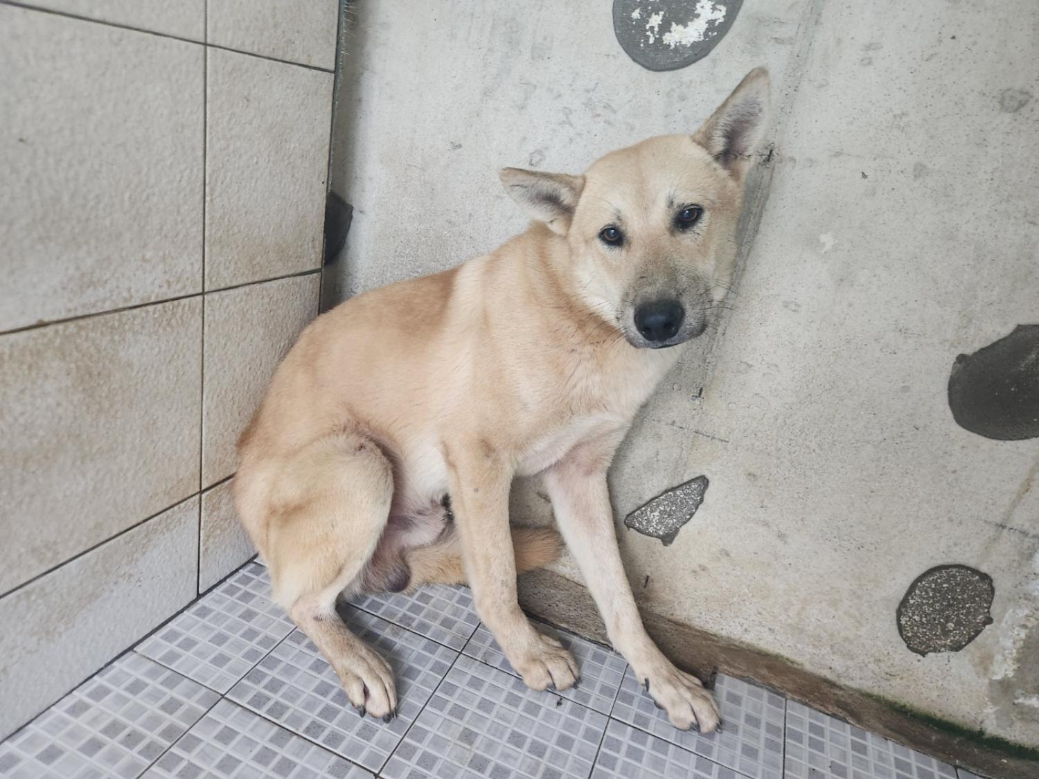 광주 동물보호소_429362202400975