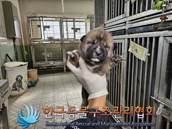 한국동물구조관리협회_441559202401065