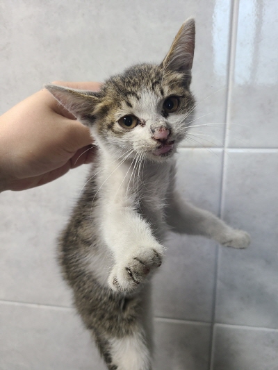 (사)동부동물보호협회_426330202400380