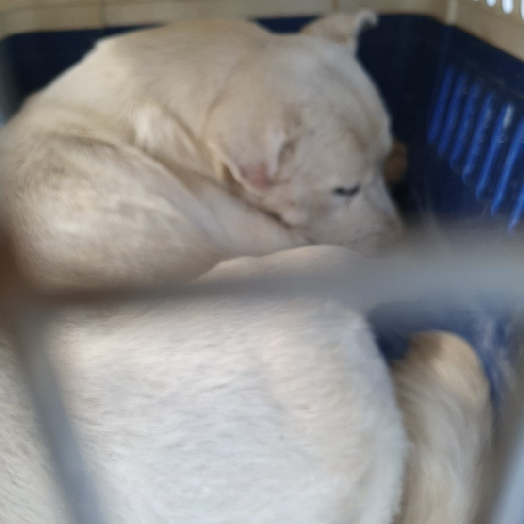 울산유기동물보호센터_431370202400954