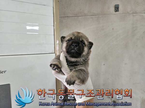 한국동물구조관리협회_441559202401062