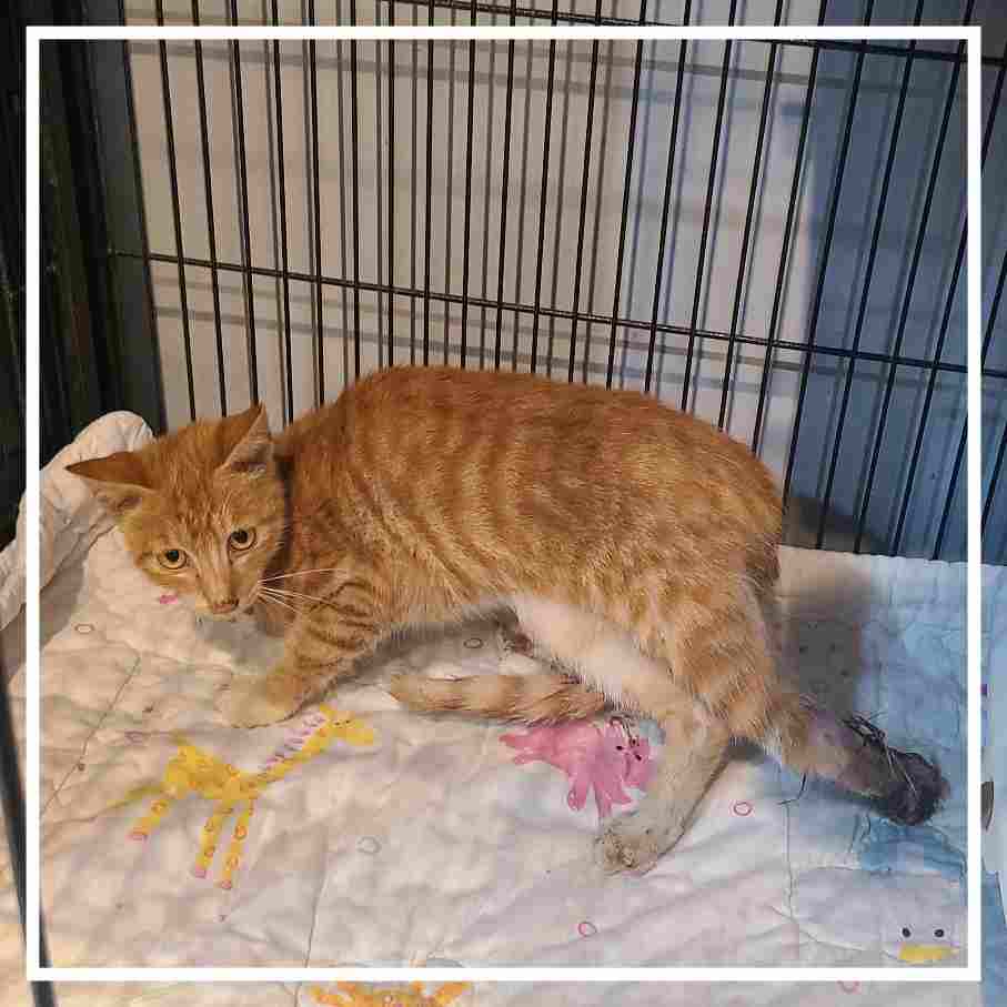 군산유기동물보호센터_445467202402019