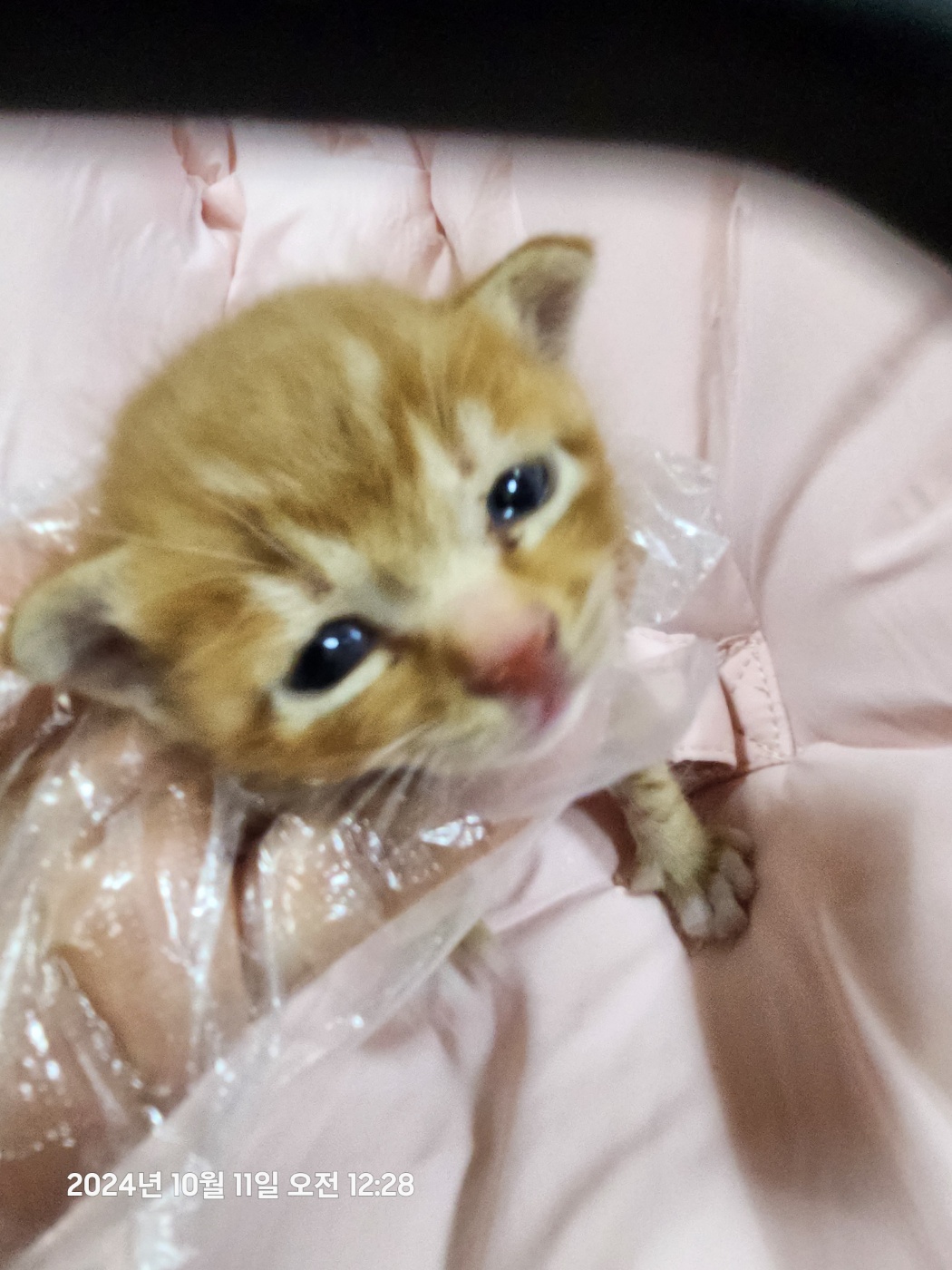 울산유기동물보호센터_431369202400569