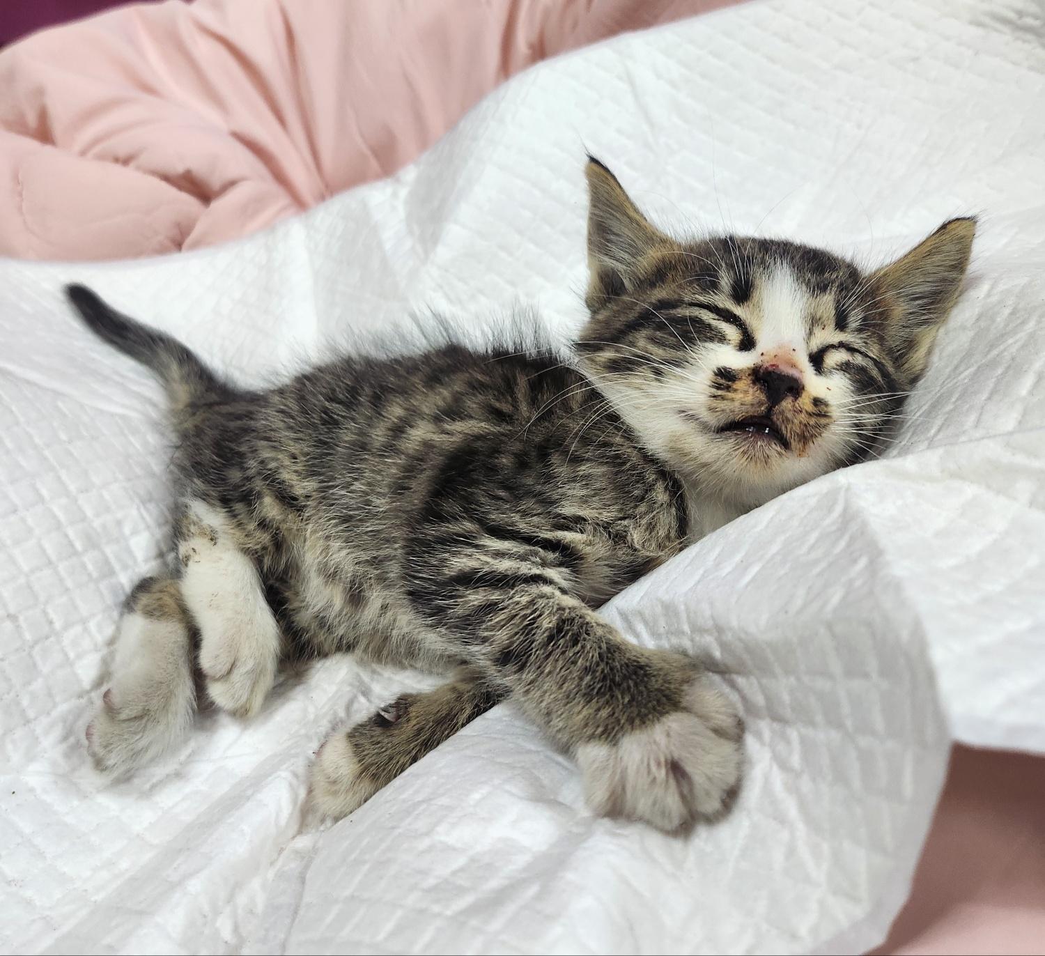 울산유기동물보호센터_431372202400582