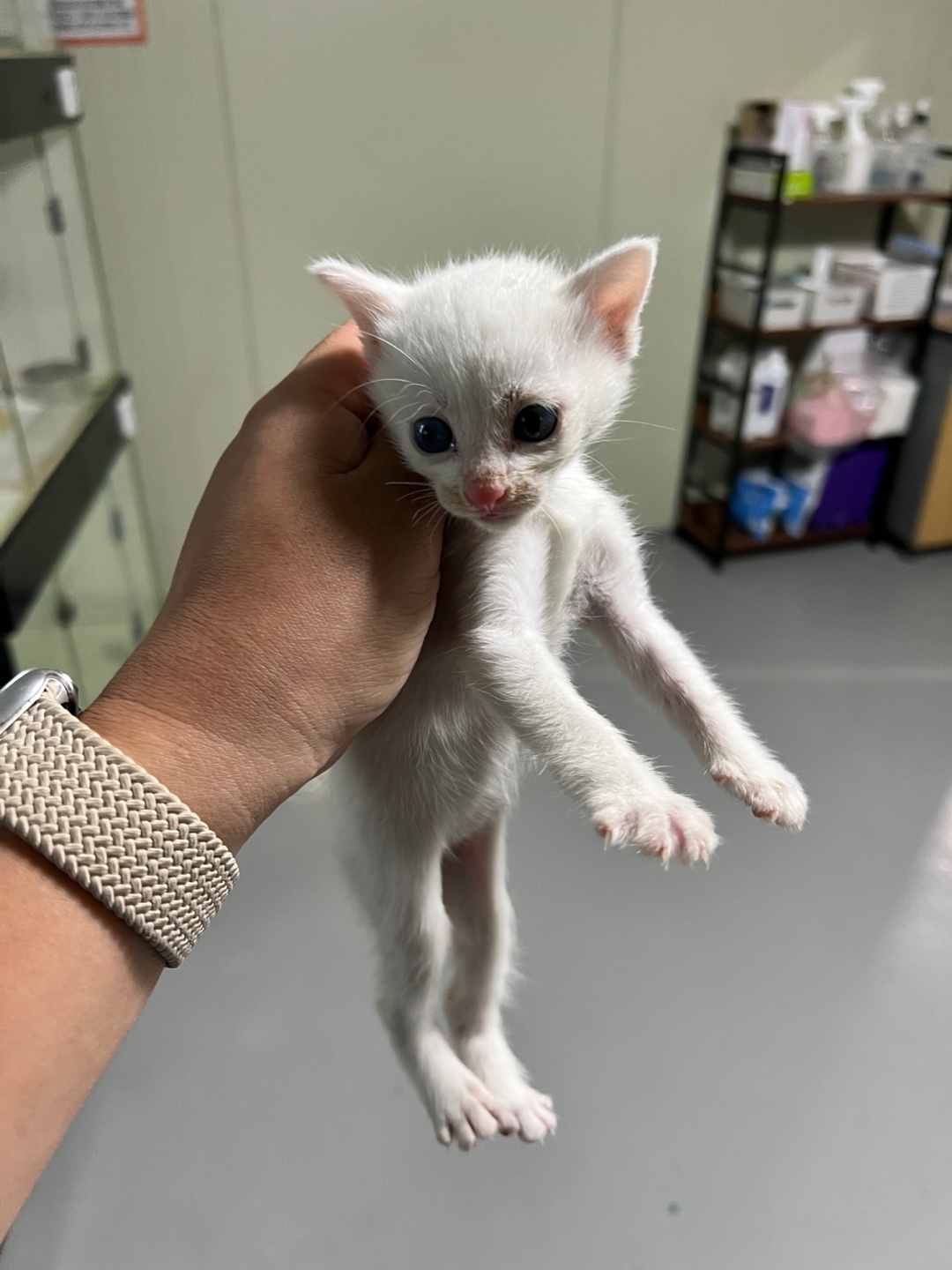 보호중 한국 고양이…