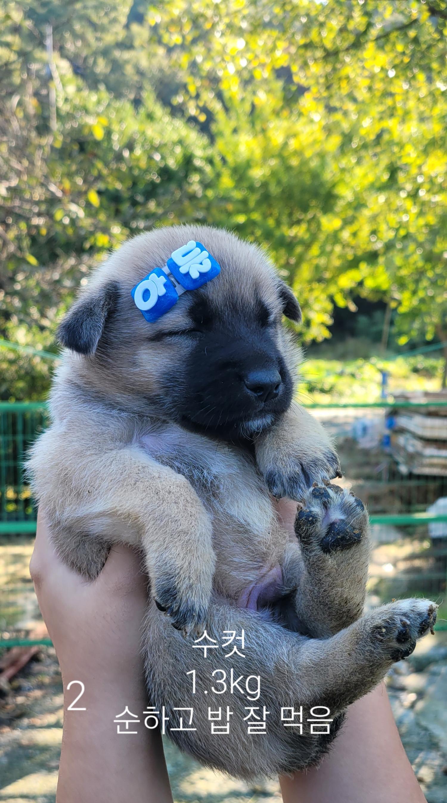 울산유기동물보호센터_431373202401481