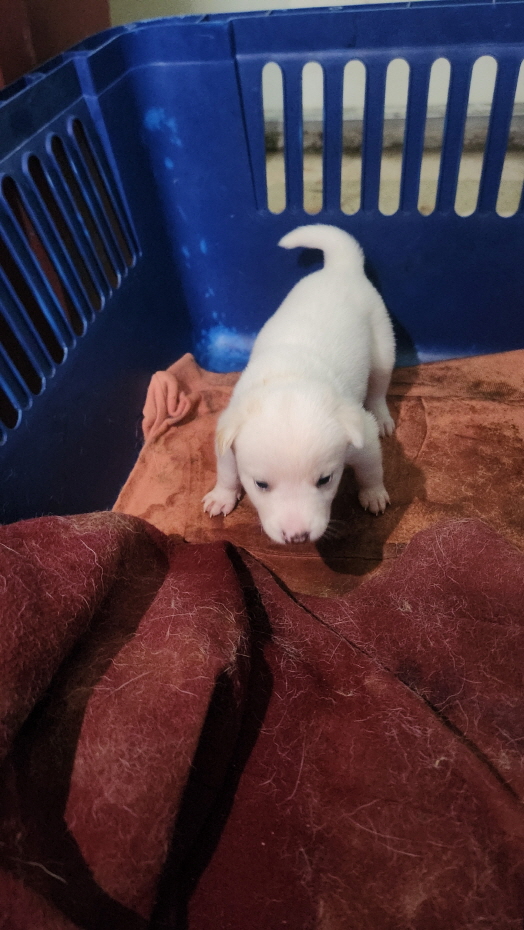 익산유기동물보호소_445468202402818