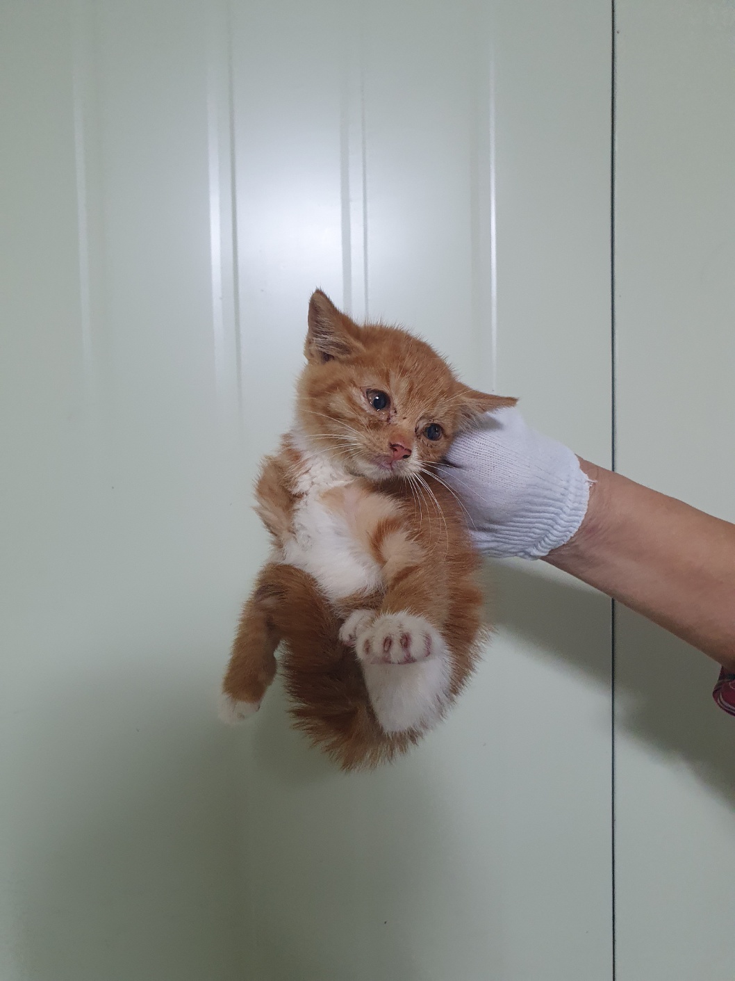 부산동물보호센터_426326202400643