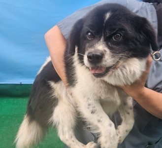 제주 동물보호센터_450650202403037