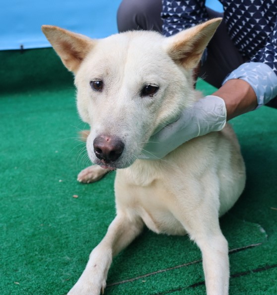 제주 동물보호센터_450650202403034