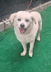 제주 동물보호센터_450650202403038