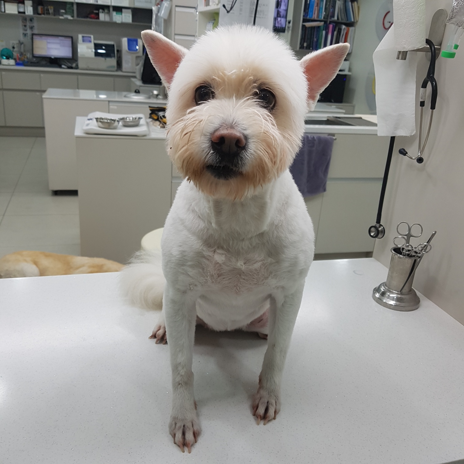 링크늘푸른동물병원_445464202403169