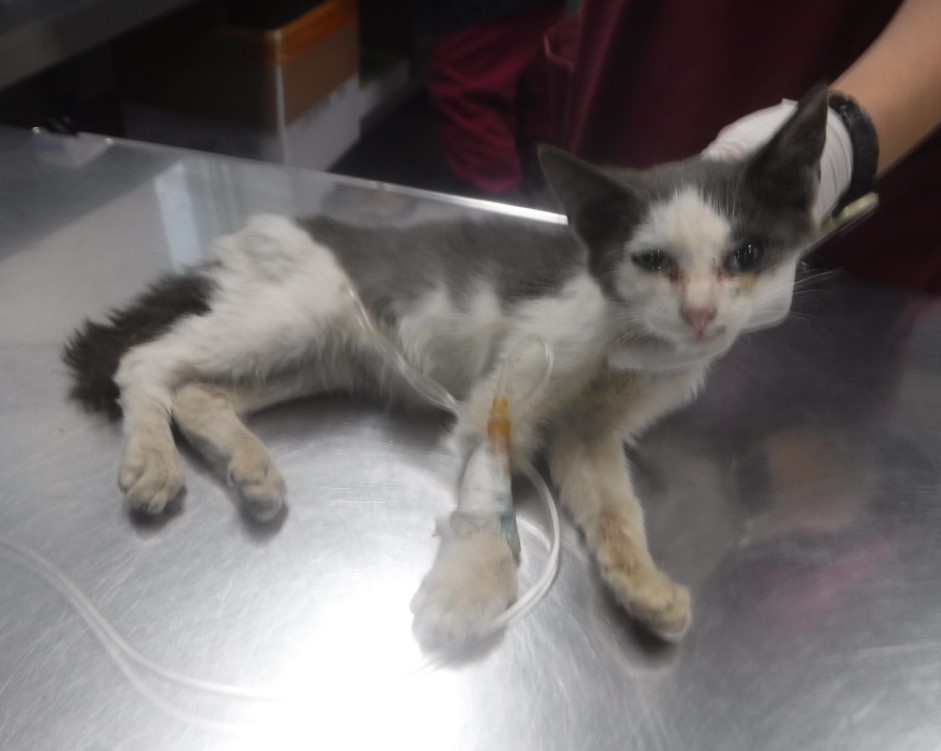 제주 동물보호센터_450650202403058