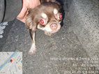 대전동물보호센터_430365202400511