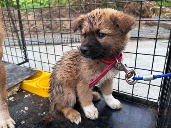 양평군유기동물보호소_441417202402048