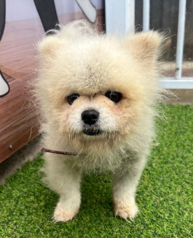 양평군유기동물보호소_441417202402045