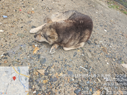 대전동물보호센터_430365202400512