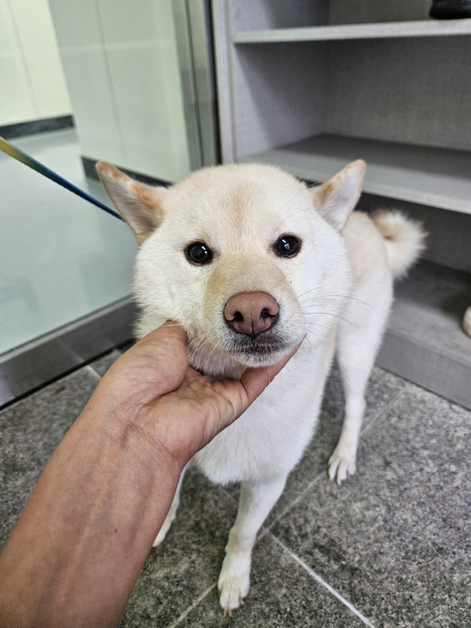 아산동물복지지원센터_444452202402115