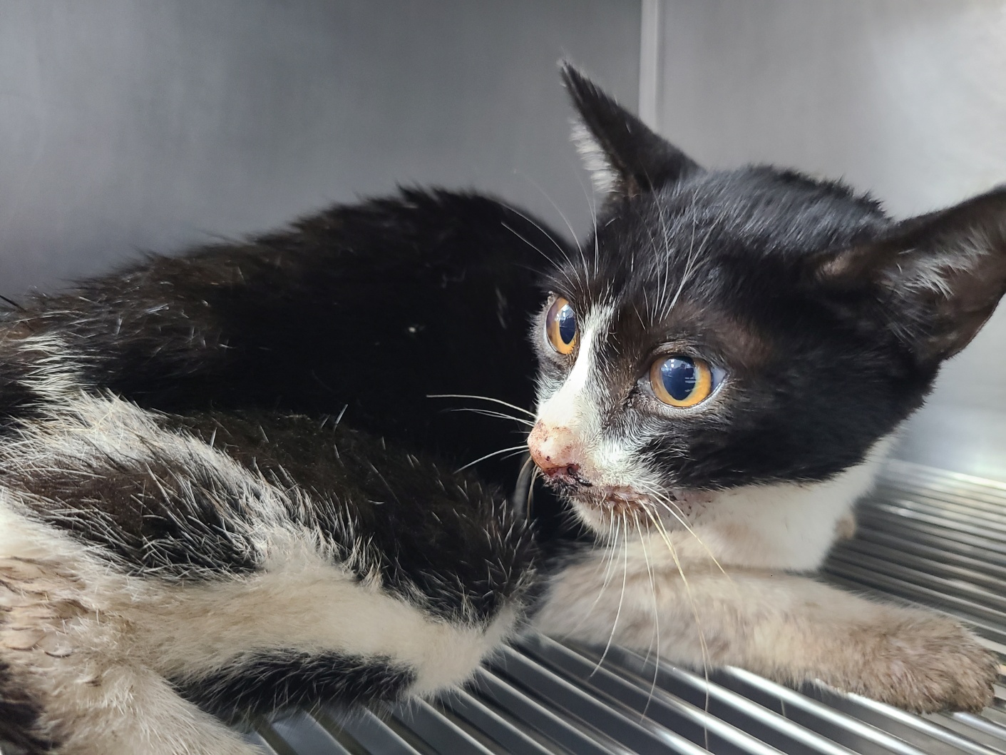 동부유기동물보호협회_426333202400652