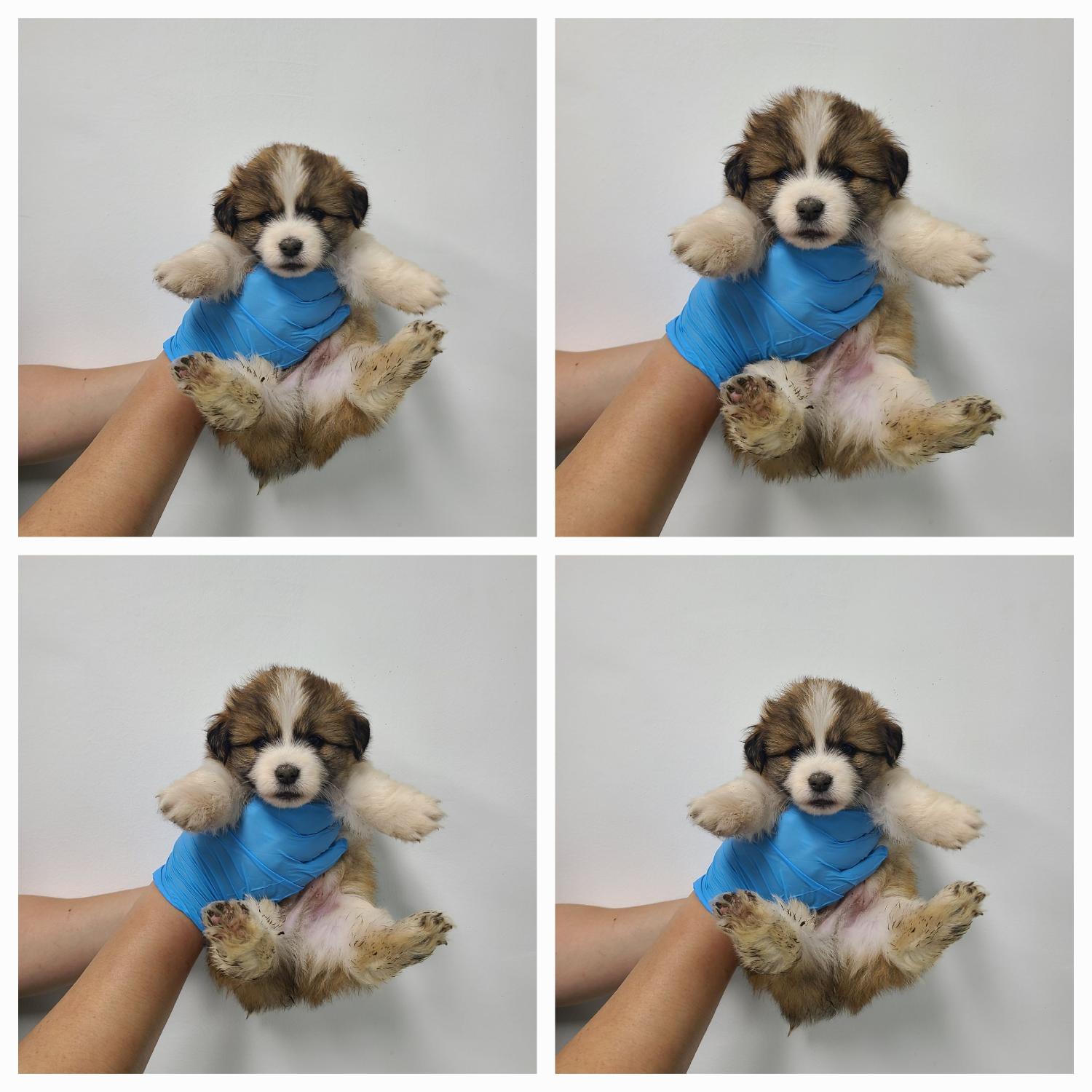 천안시 동물보호센터_444449202402061