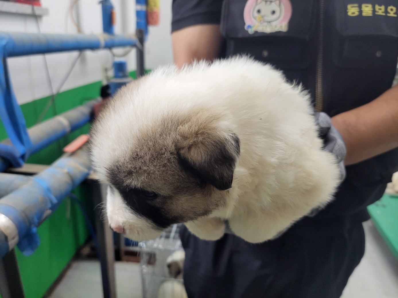 고양시동물보호센터_441394202402127