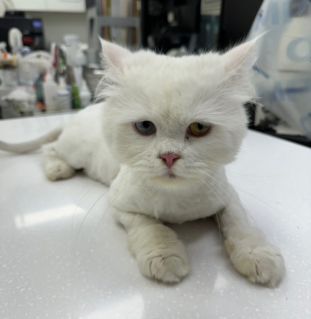 수원시 동물보호센터_441374202401340