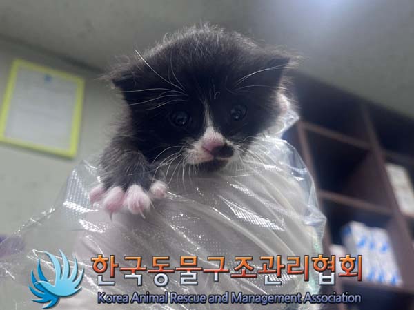한국동물구조관리협회_411311202400878