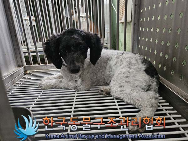 한국동물구조관리협회_441382202400762