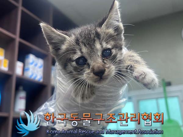 한국동물구조관리협회_441382202400763