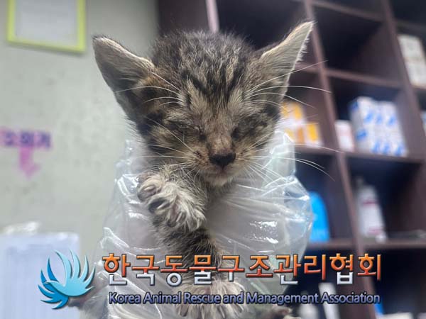 한국동물구조관리협회_441382202400764