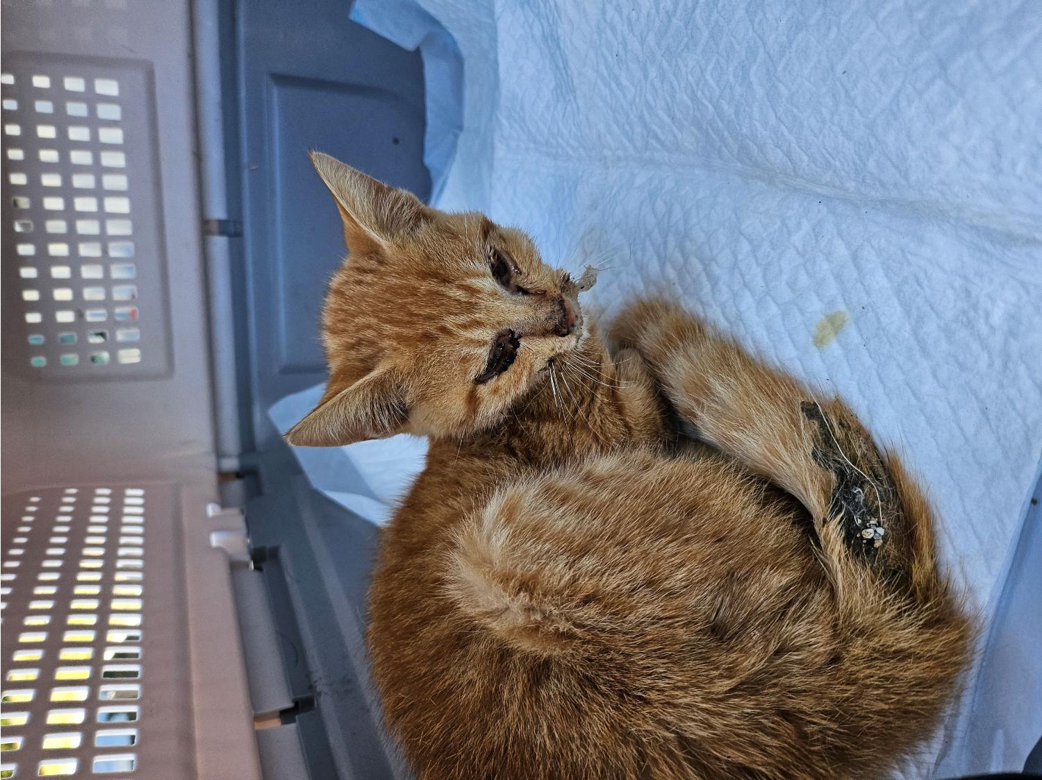 거제시유기동물보호소_448537202401182