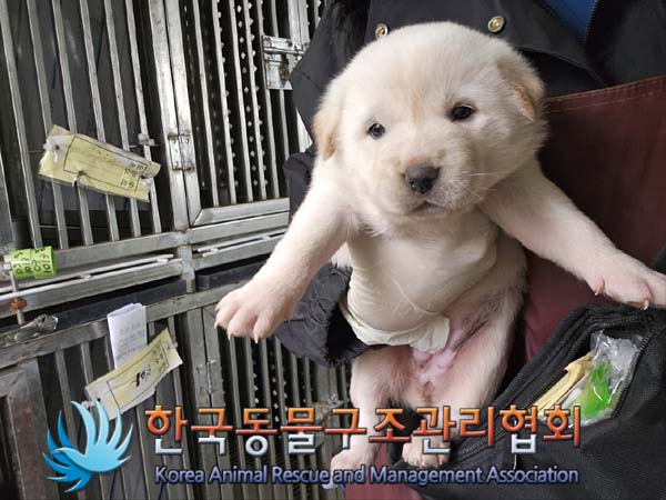 한국동물구조관리협회_441409202401534