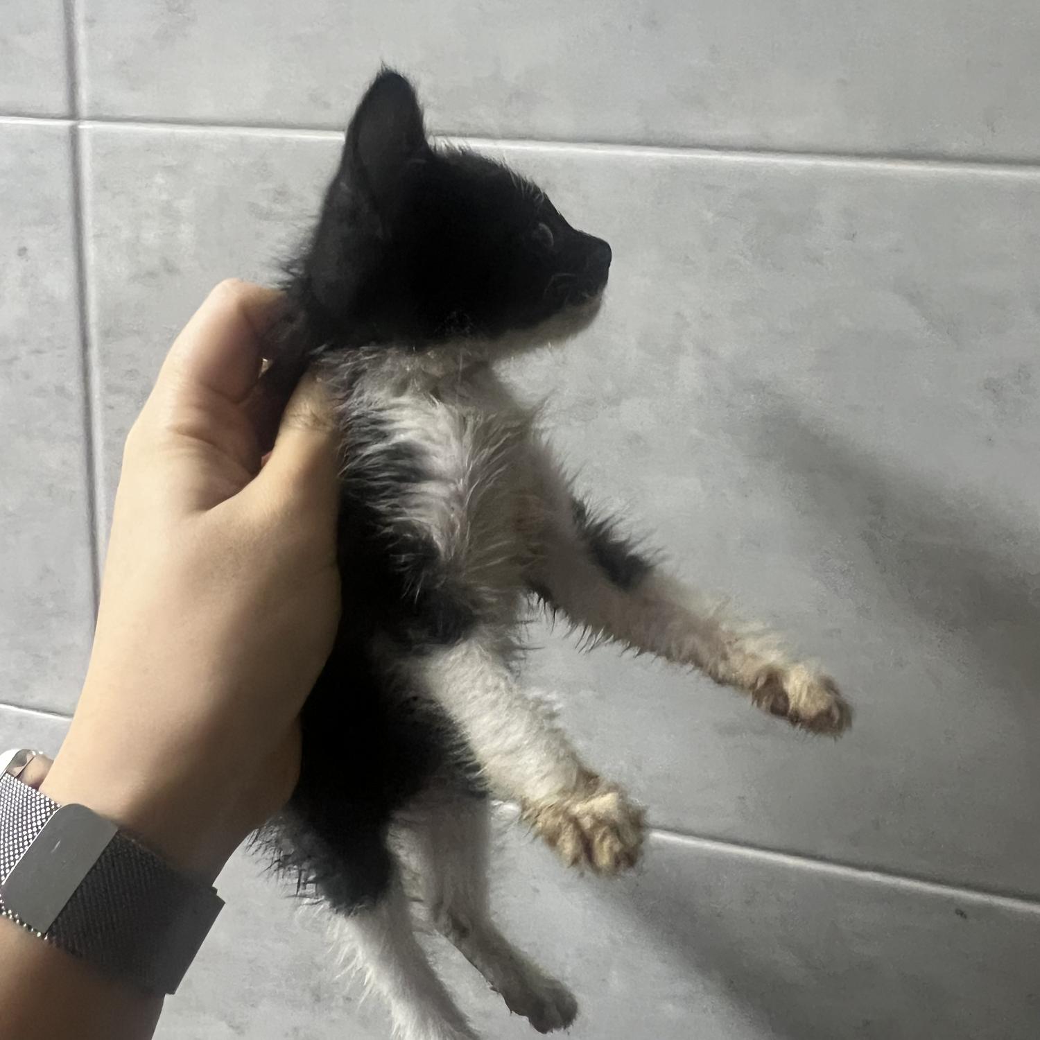 동부동물보호협회_426335202400563