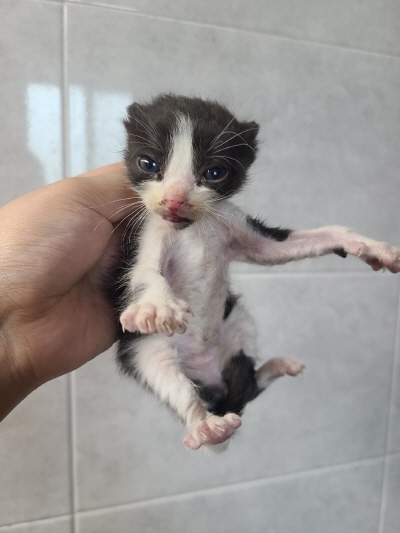 동부동물보호협회_426335202400562