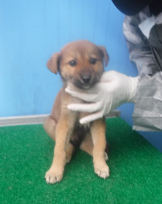 제주 동물보호센터_450650202403064