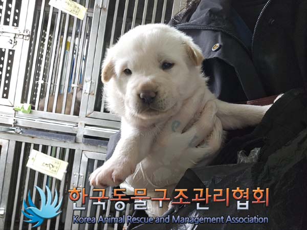 한국동물구조관리협회_441409202401535