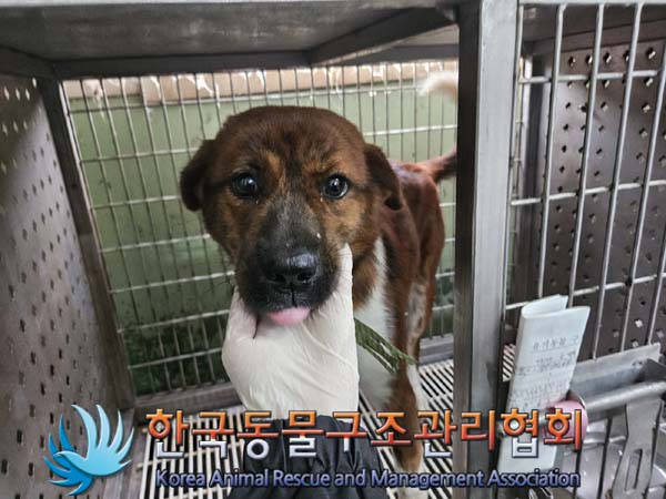 한국동물구조관리협회_441559202401073