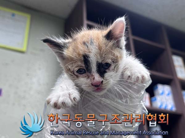 한국동물구조관리협회_441409202401536