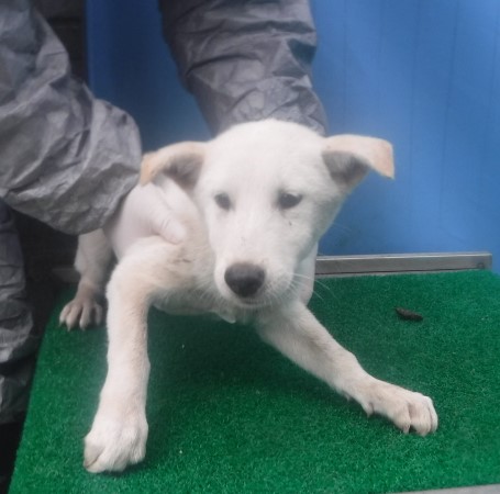 제주 동물보호센터_450650202403063