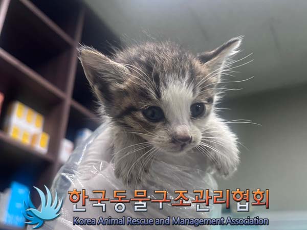 한국동물구조관리협회_441382202400765