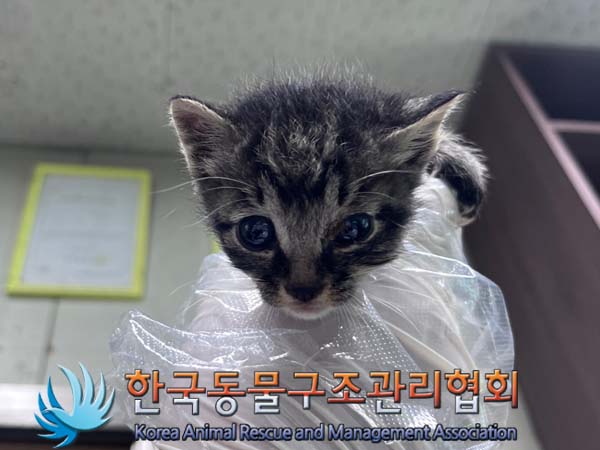 한국동물구조관리협회_441559202401075