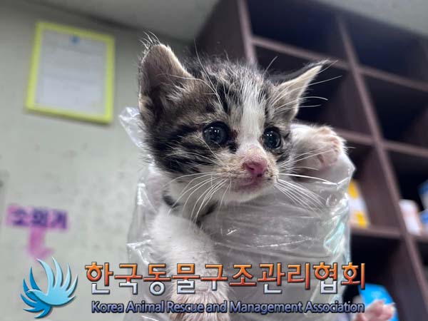한국동물구조관리협회_441559202401077