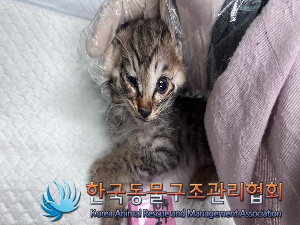 한국동물구조관리협회_411312202400880