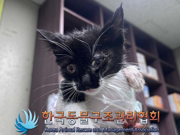 한국동물구조관리협회_411303202400485