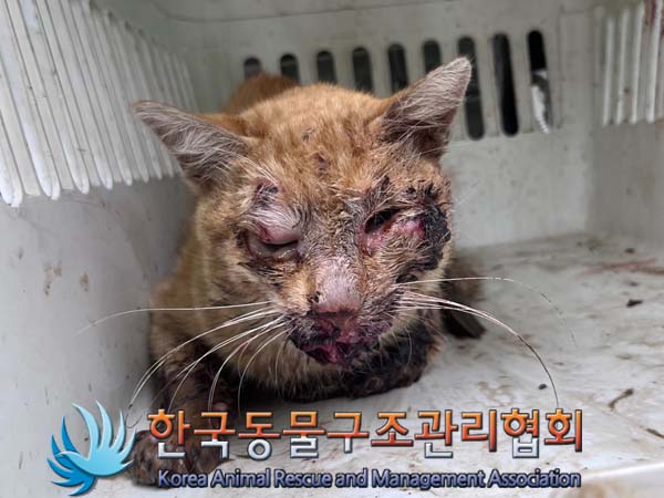 한국동물구조관리협회_441560202401268