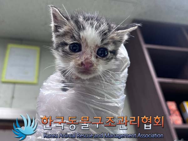 한국동물구조관리협회_441559202401076